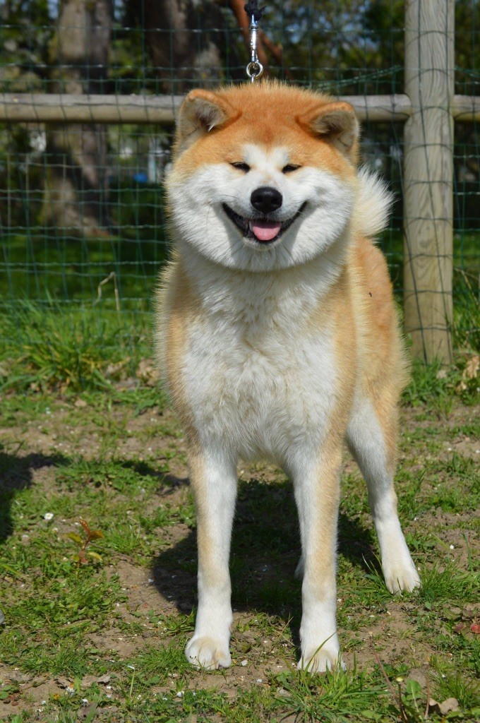 Daisukihime go Fuen No Oka